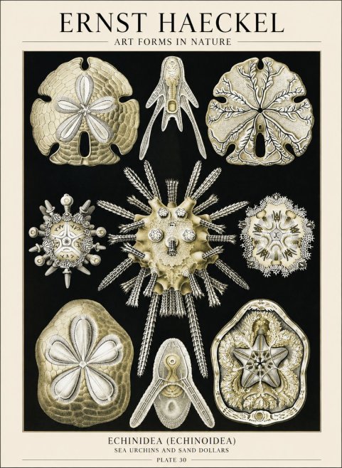 Ernst Haeckel Echinidea — Sea Urchins No6 - Poszter