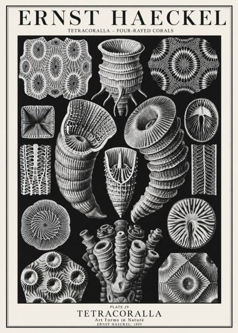 Ernst Haeckel Tetracoralla - Four-rayed Corals No1 - Poszter