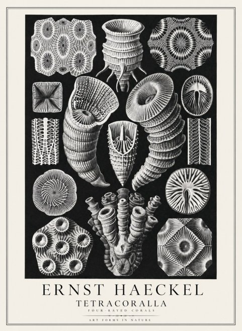 Ernst Haeckel Tetracoralla - Four-rayed Corals No3 - Poszter