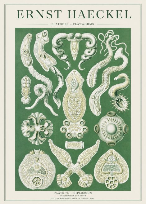 Ernst Haeckel Platodes – Flatworms No2 - Poszter