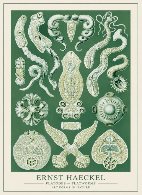 Ernst Haeckel Platodes – Flatworms No3 - Poszter