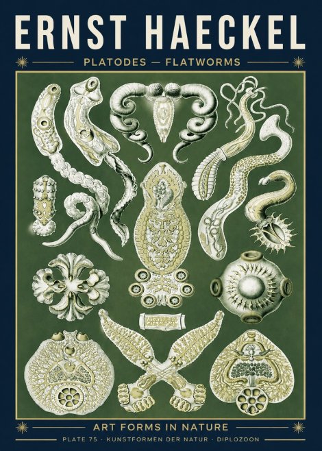 Ernst Haeckel Platodes – Flatworms No5 - Poszter