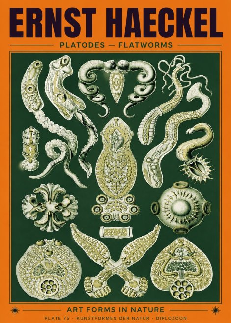 Ernst Haeckel Platodes – Flatworms No6 - Poszter