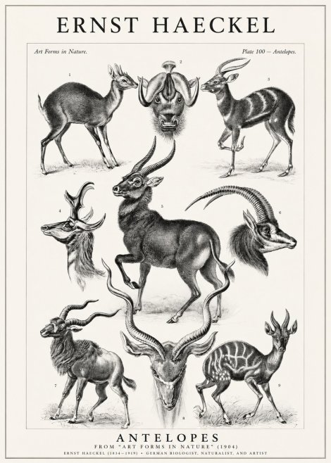 Ernst Haeckel Antelopes No1 - Poszter