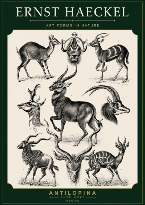 Ernst Haeckel Antelopes No5 - Poszter