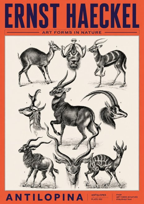 Ernst Haeckel Antelopes No6 - Poszter