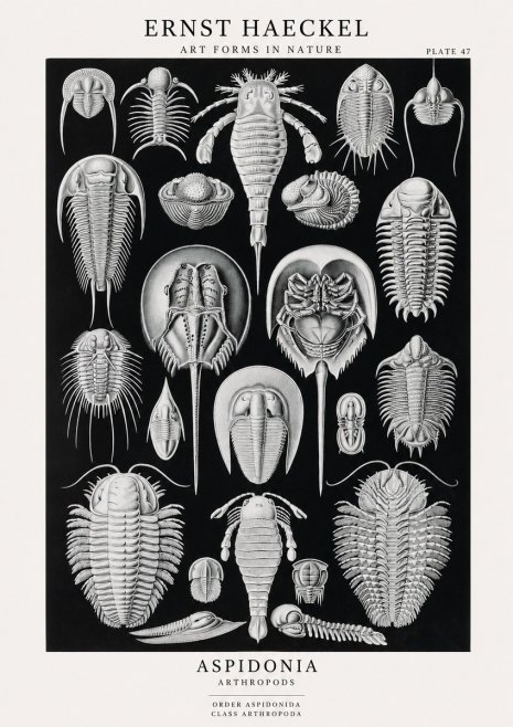 Ernst Haeckel Aspidonia No1 - Poszter