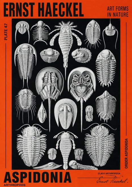 Ernst Haeckel Aspidonia No2 - Poszter