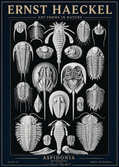 Ernst Haeckel Aspidonia No3 - Poszter
