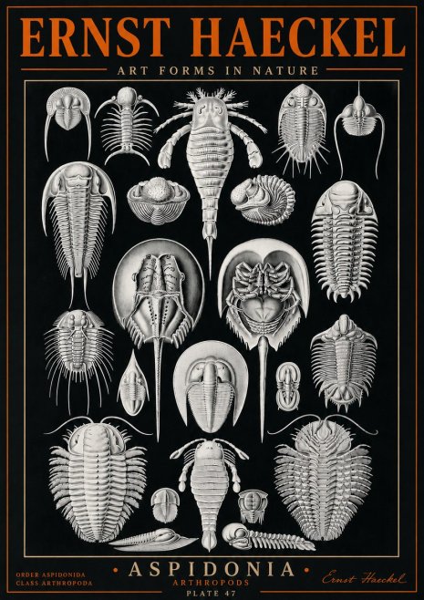 Ernst Haeckel Aspidonia No5 - Poszter
