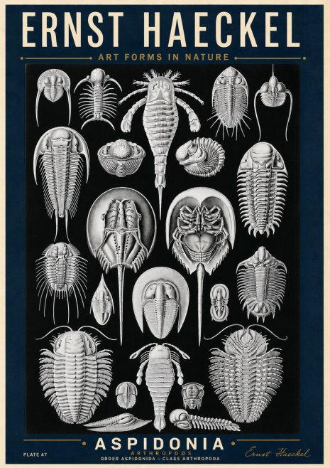 Ernst Haeckel Aspidonia No6 - Poszter