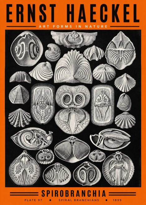 Ernst Haeckel Spirobranchia No2 - Poszter