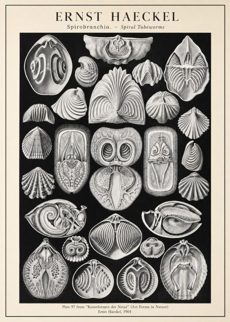 Ernst Haeckel Spirobranchia No3 - Poszter
