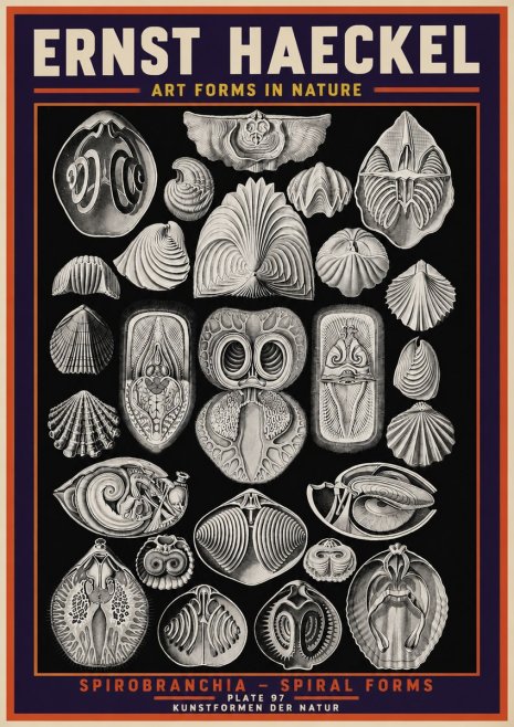 Ernst Haeckel Spirobranchia No5 - Poszter