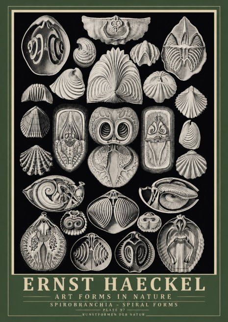 Ernst Haeckel Spirobranchia No6 - Poszter