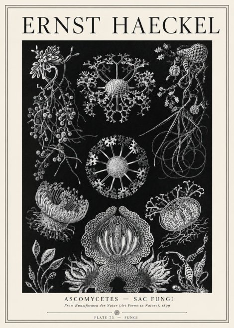 Ernst Haeckel Ascomycetes — Sac Fungi No1 - Poszter