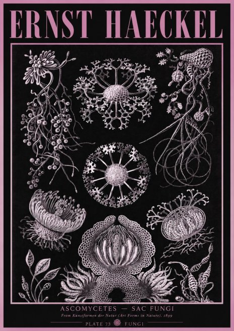 Ernst Haeckel Ascomycetes — Sac Fungi No3 - Poszter