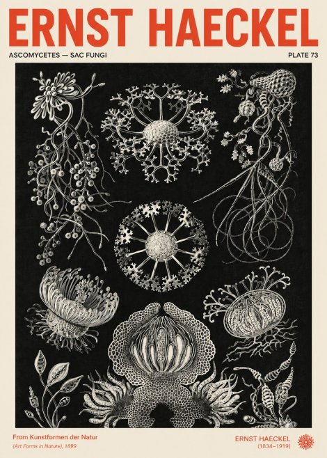Ernst Haeckel Ascomycetes — Sac Fungi No4 - Poszter