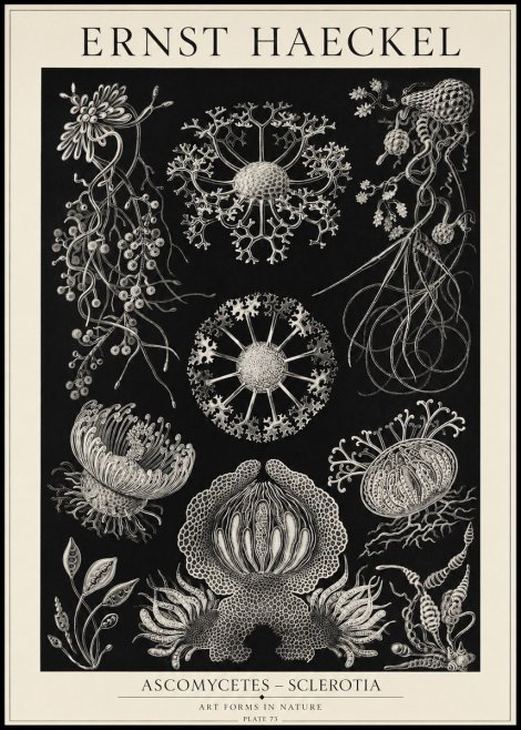 Ernst Haeckel Ascomycetes — Sac Fungi No5 - Poszter