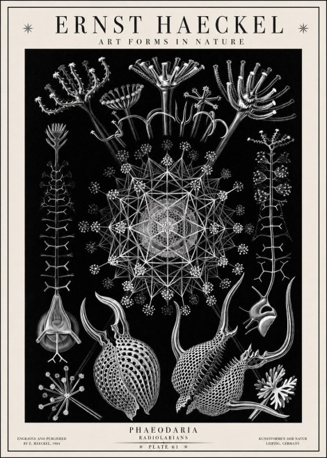Ernst Haeckel Phaeodaria Radiolarians - Plate 61 No1 - Poszter