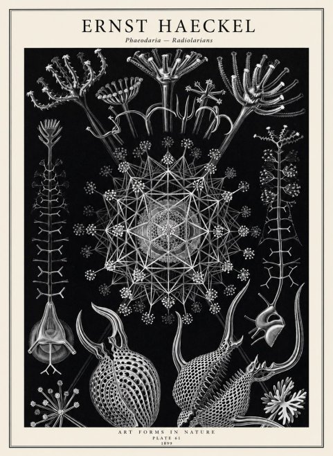 Ernst Haeckel Phaeodaria Radiolarians - Plate 61 No2 - Poszter