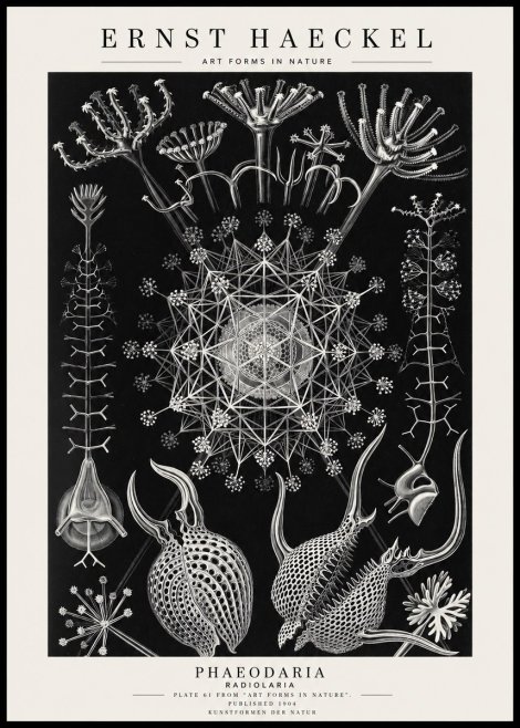 Ernst Haeckel Phaeodaria Radiolarians - Plate 61 No4 - Poszter