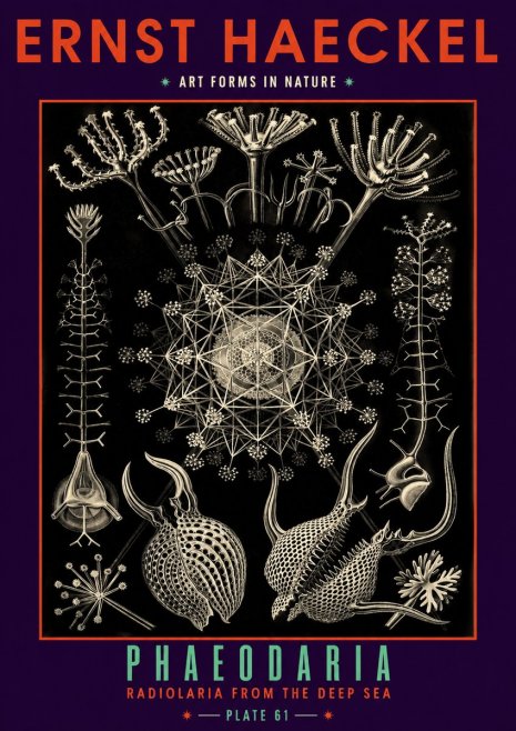 Ernst Haeckel Phaeodaria Radiolarians - Plate 61 No6 - Poszter