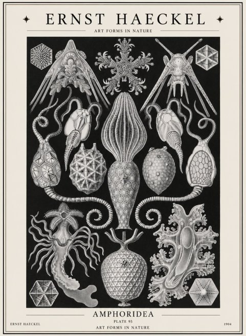 Ernst Haeckel Amphoridea No1 - Poszter
