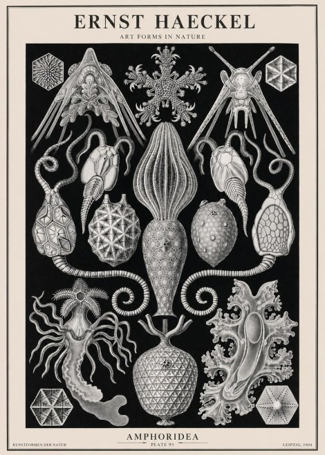 Ernst Haeckel Amphoridea No2 - Poszter