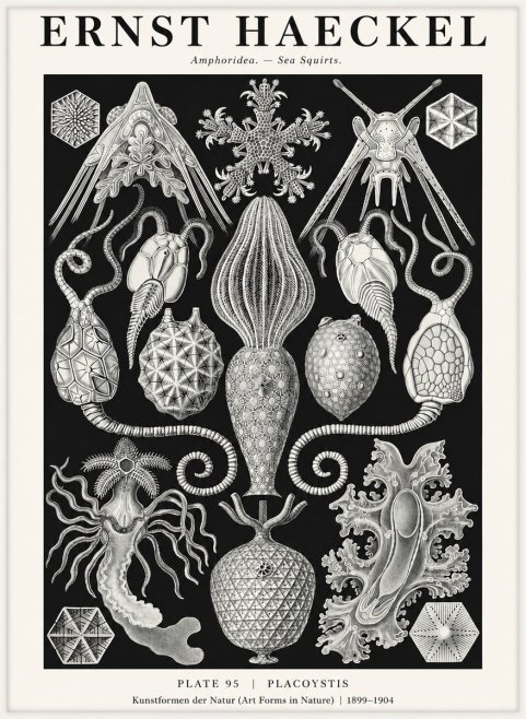 Ernst Haeckel Amphoridea No3 - Poszter
