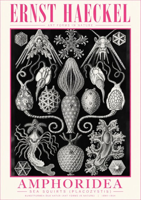Ernst Haeckel Amphoridea No5 - Poszter