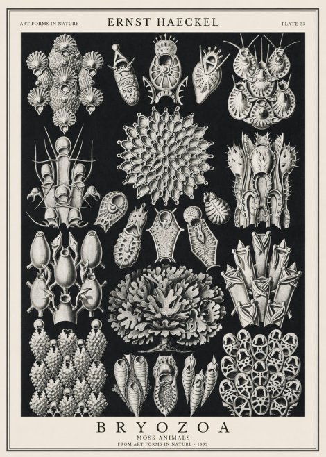 Ernst Haeckel Bryozoa No1 - Poszter