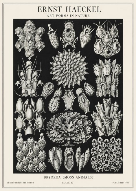 Ernst Haeckel Bryozoa No2 - Poszter