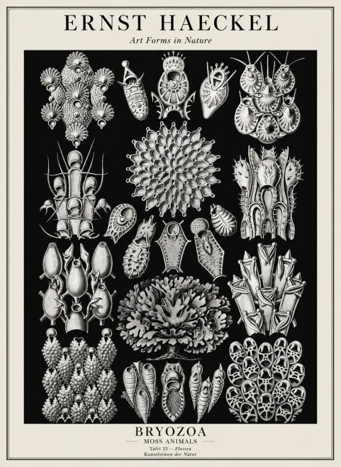 Ernst Haeckel Bryozoa No3 - Poszter