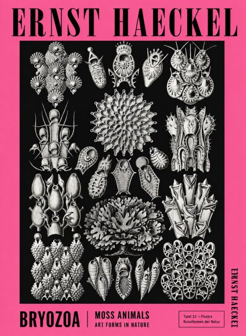Ernst Haeckel Bryozoa No4 - Poszter