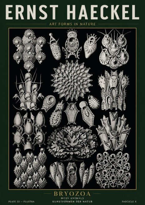 Ernst Haeckel Bryozoa No5 - Poszter