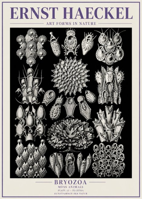 Ernst Haeckel Bryozoa No6 - Poszter