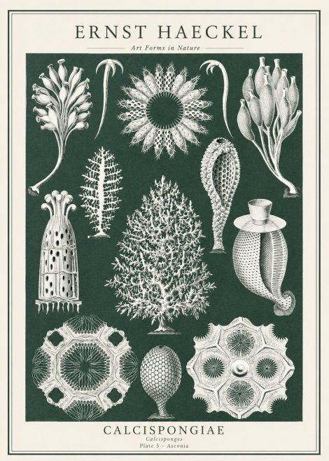 Ernst Haeckel Calcispongiae - Calcisponiges - Plate 5 - Asconia No1 - Poszter