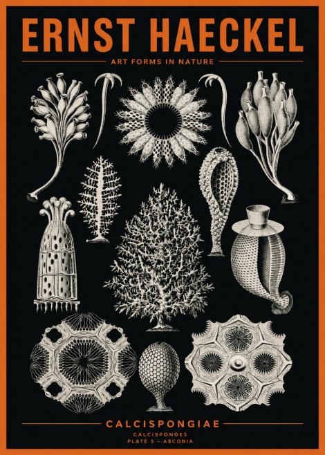 Ernst Haeckel Calcispongiae - Calcisponiges - Plate 5 - Asconia No2 - Poszter