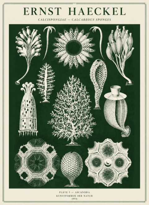 Ernst Haeckel Calcispongiae - Calcisponiges - Plate 5 - Asconia No5 - Poszter