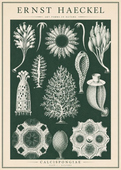 Ernst Haeckel Calcispongiae - Calcisponiges - Plate 5 - Asconia No6 - Poszter