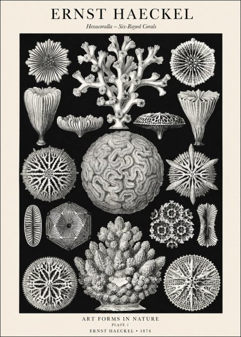 Ernst Haeckel Hexacoralla – Six-rayed Corals No1 - Poszter