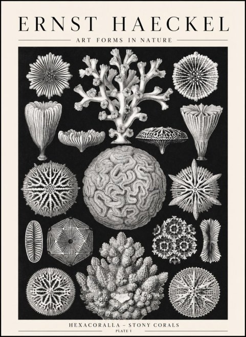 Ernst Haeckel Hexacoralla – Six-rayed Corals No2 - Poszter