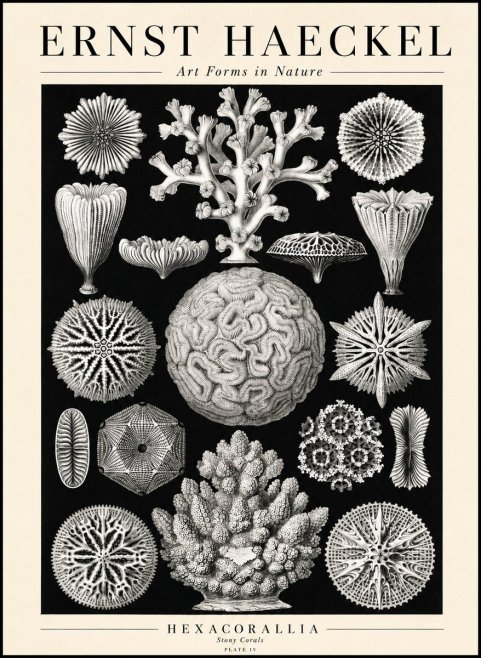 Ernst Haeckel Hexacoralla – Six-rayed Corals No3 - Poszter