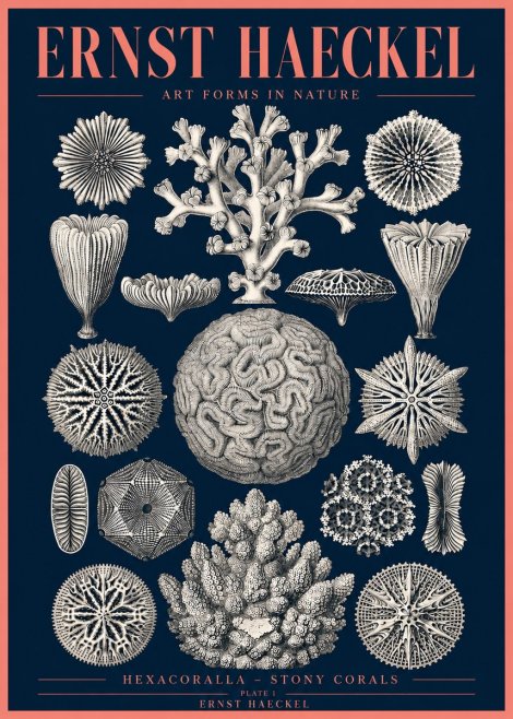 Ernst Haeckel Hexacoralla – Six-rayed Corals No4 - Poszter