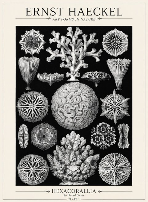 Ernst Haeckel Hexacoralla – Six-rayed Corals No5 - Poszter