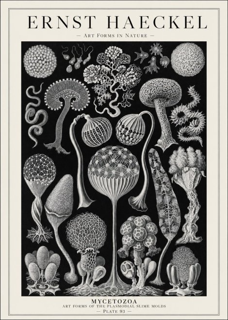 Ernst Haeckel Mycetozoa No1 - Poszter