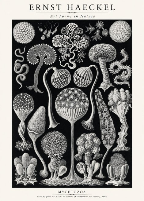 Ernst Haeckel Mycetozoa No2 - Poszter