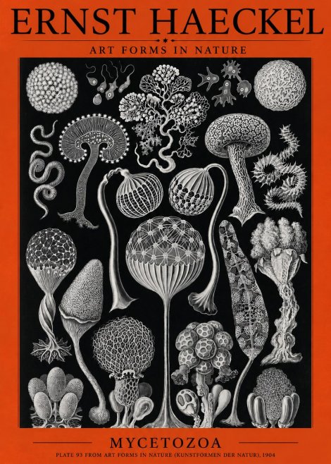 Ernst Haeckel Mycetozoa No3 - Poszter