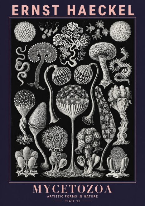 Ernst Haeckel Mycetozoa No6 - Poszter